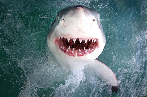 Smiling shark - Link beli Senter Zoom terang Smiling Shark P360 👉 https://shope.ee/8zXDht7DPdBerbagai macam senter biasa dan super terang bisa dibeli disini 👉 https://shop...